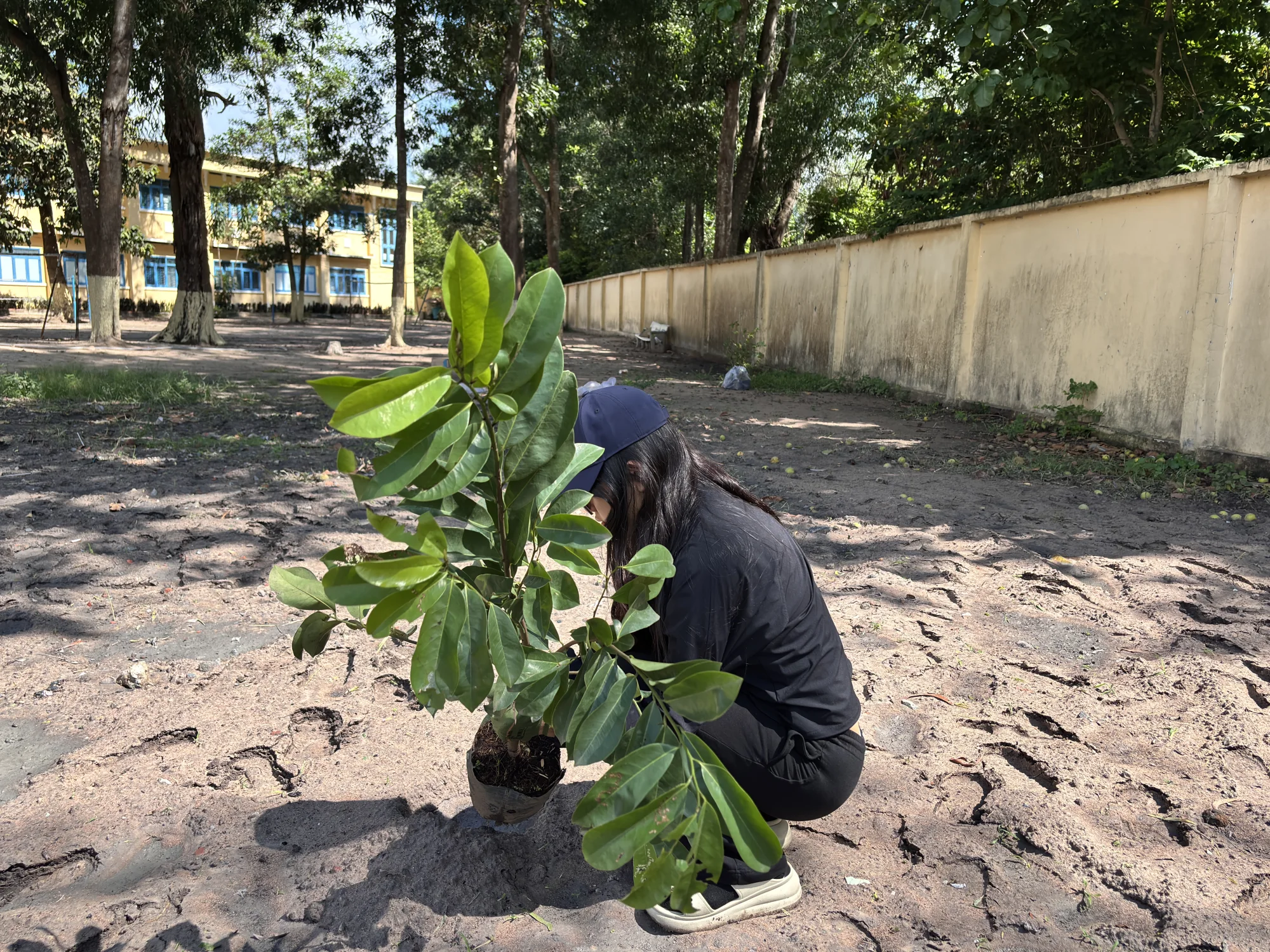 A Plant For Change volunteer planting a young tree at a school